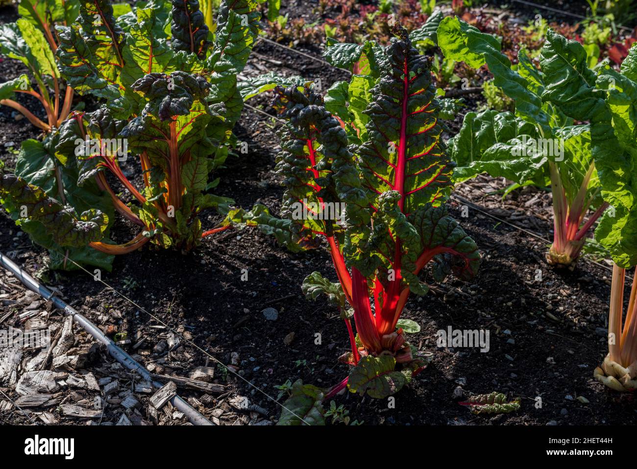 Il Chard svizzero cresce in un'azienda agricola urbana Foto Stock
