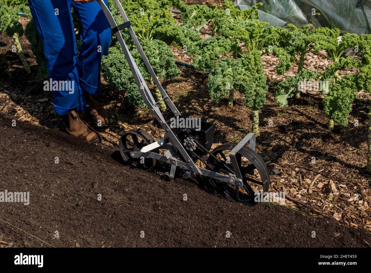 Agricoltore urbano che utilizza una seminatrice da giardino di precisione Foto Stock Agricoltore urbano che utilizza una seminatrice da giardino di precisione Foto Stock