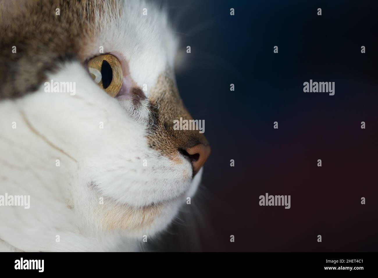 vista laterale della testa di gatto femmina con spazio di copia sulla destra Foto Stock