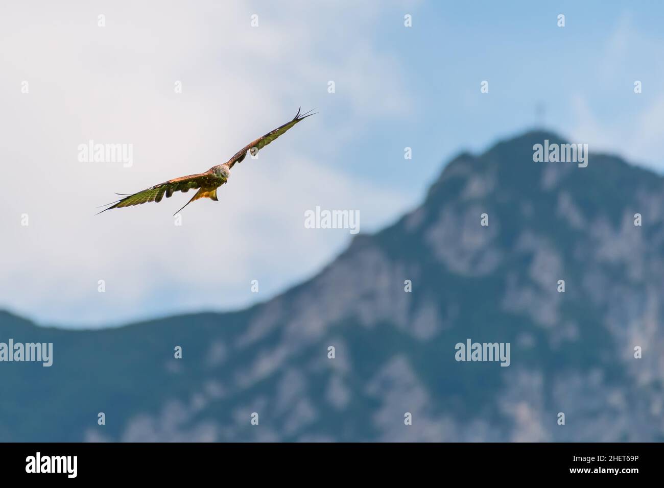 enorme e maestoso uccello di aquilone rosso che vola in alto sulle montagne con ali aperte Foto Stock