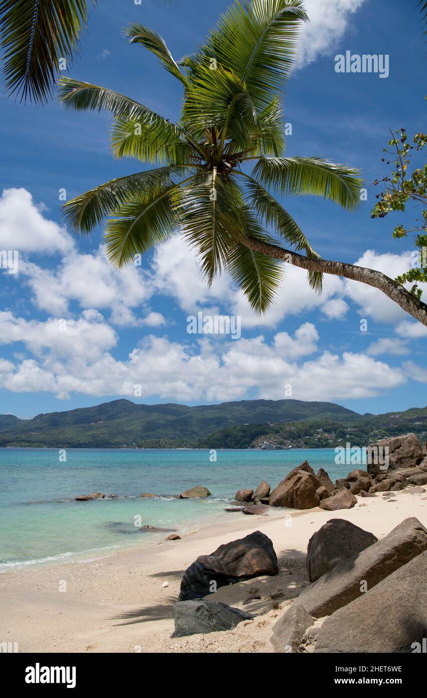 Piccola spiaggia con palme Anse a la Mouche costa occidentale Mahe Seychelles Foto Stock