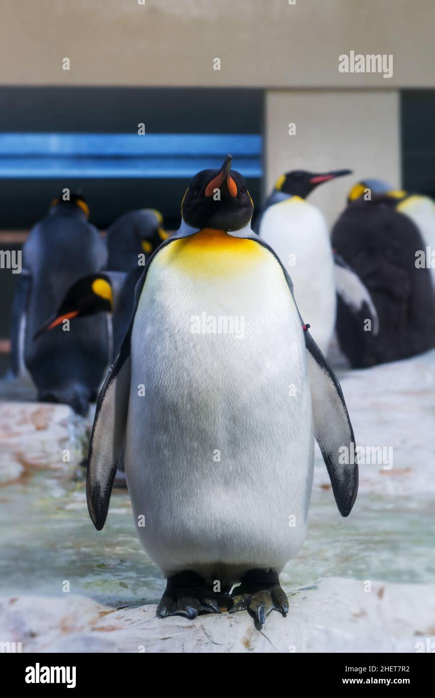 grande pinguino in piedi come outsider da solo sul ghiaccio allo zoo Foto Stock