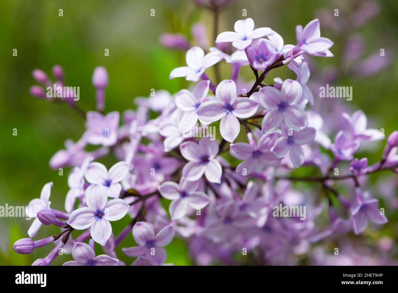 fiori di lilla comune syringa pianta in primavera Foto Stock