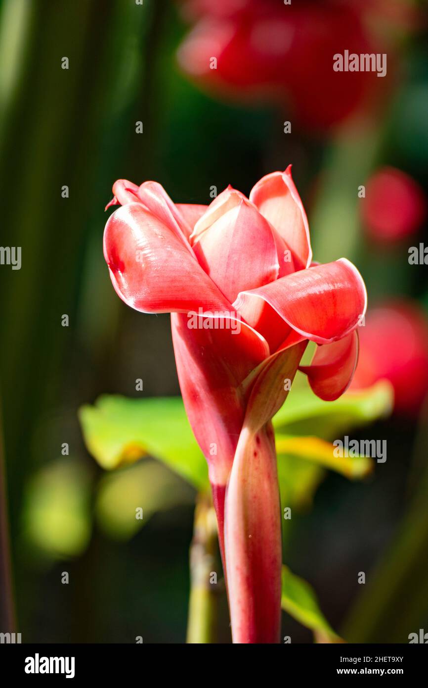 Bel gigli di cannella rossa in un giardino Costa Rica Foto Stock