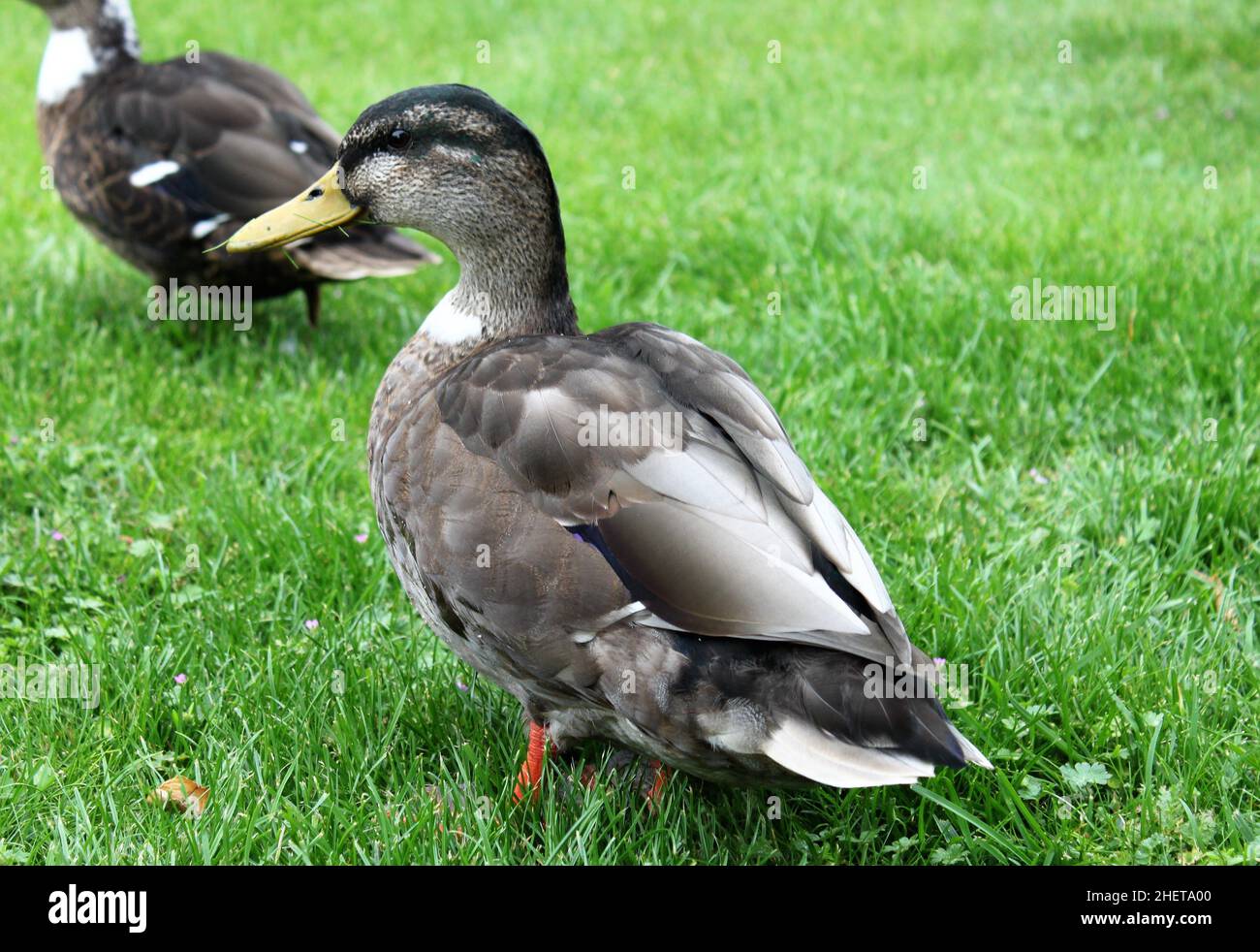 due anatre di mallard camminano attraverso un prato verde Foto Stock