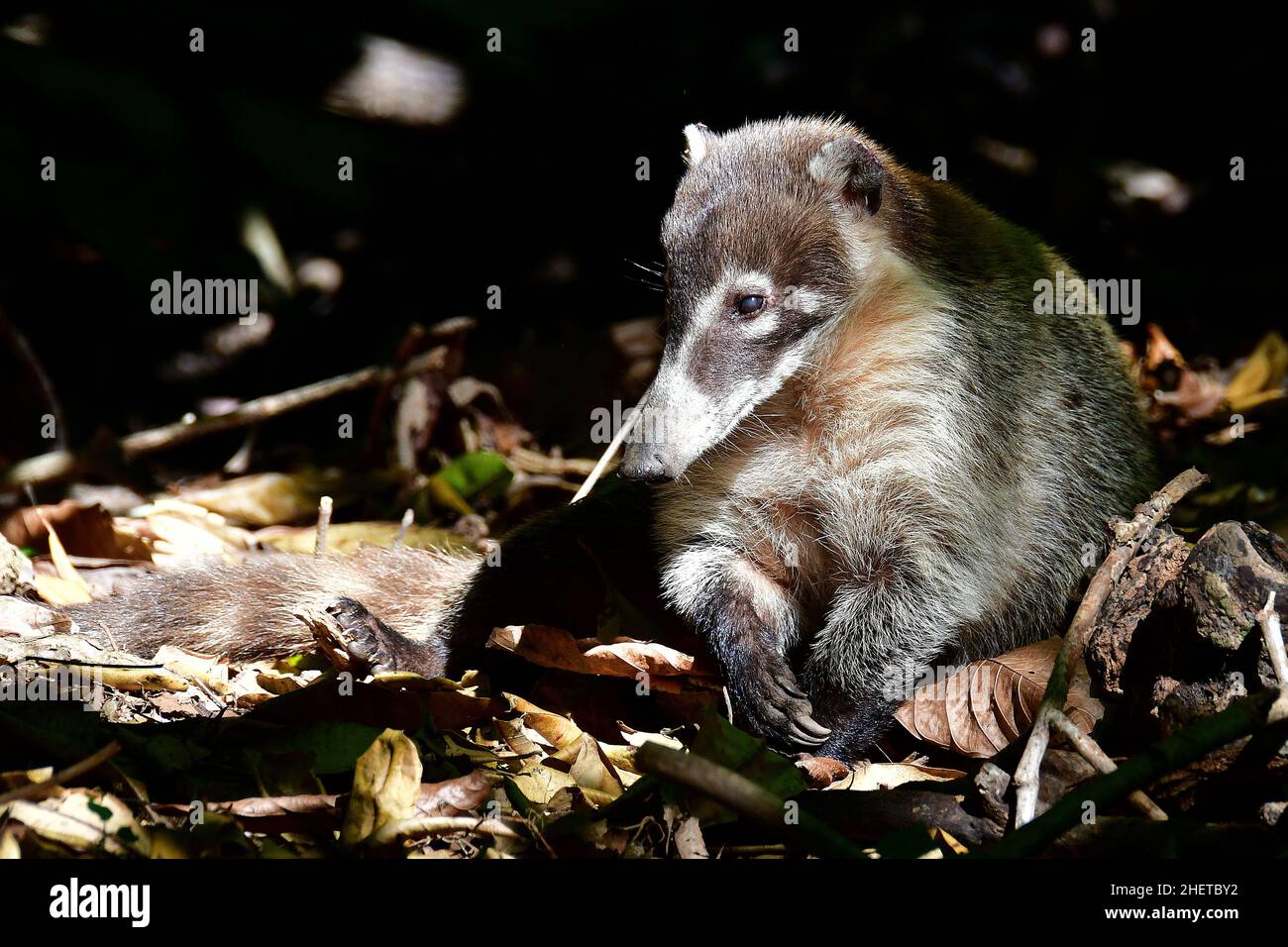 Conati bianchi, Nasua narica, Museo-Parco la Venta, sito archeologico precolombiano, Villahermosa, stato di Tabasco, Messico, Nord America Foto Stock