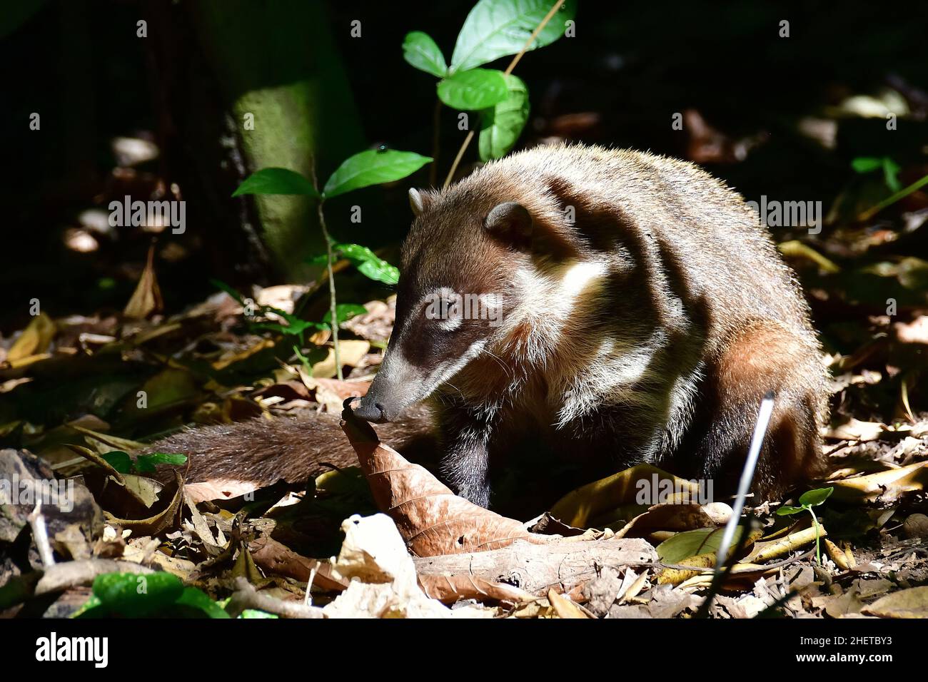 Conati bianchi, Nasua narica, Museo-Parco la Venta, sito archeologico precolombiano, Villahermosa, stato di Tabasco, Messico, Nord America Foto Stock