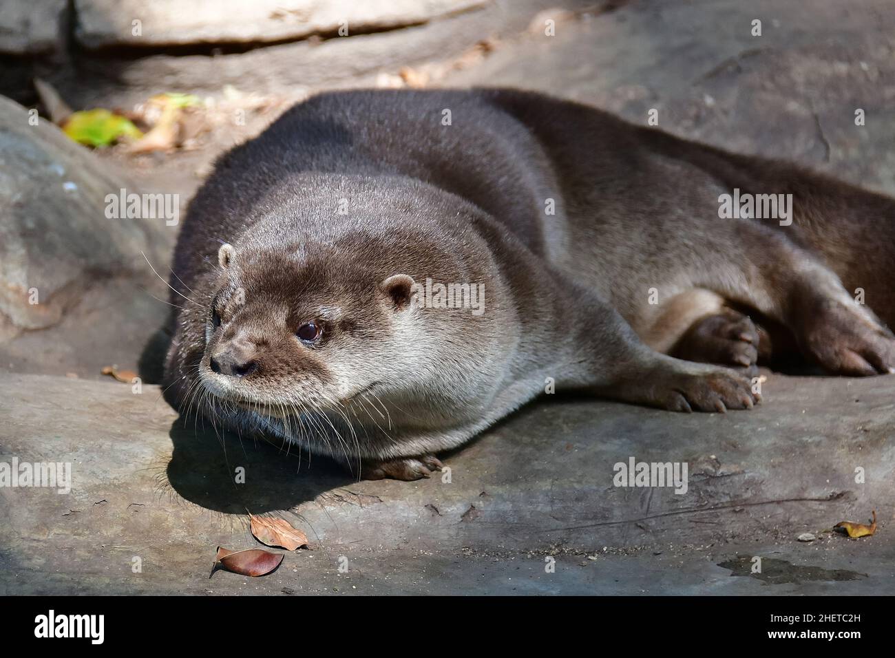 Lontra neotropico, Lontra longicaudis, Museo-Parco la Venta, sito archeologico precolombiano, Villahermosa, stato di Tabasco, Messico, Nord America Foto Stock