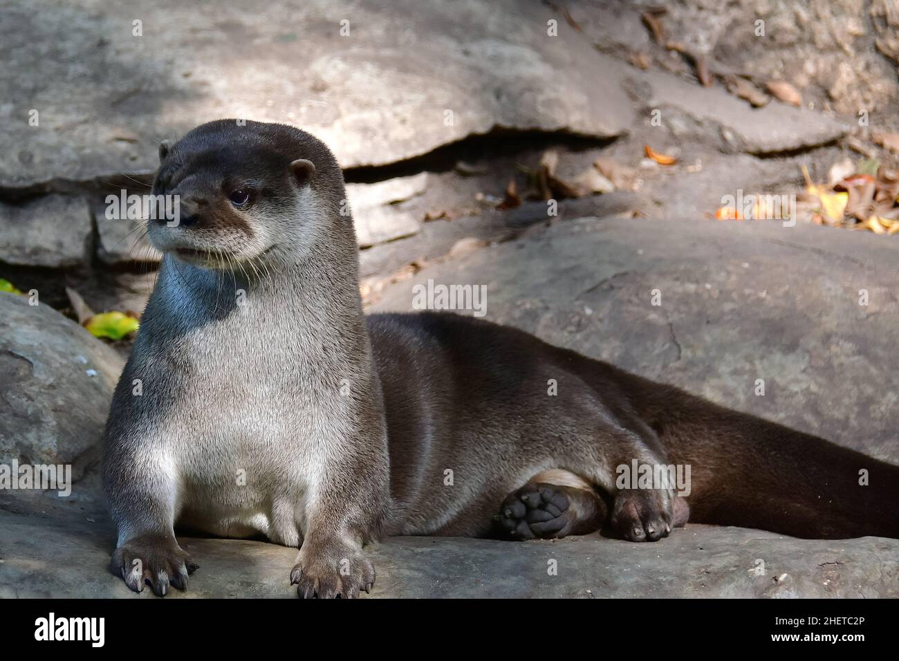 Lontra neotropico, Lontra longicaudis, Museo-Parco la Venta, sito archeologico precolombiano, Villahermosa, stato di Tabasco, Messico, Nord America Foto Stock