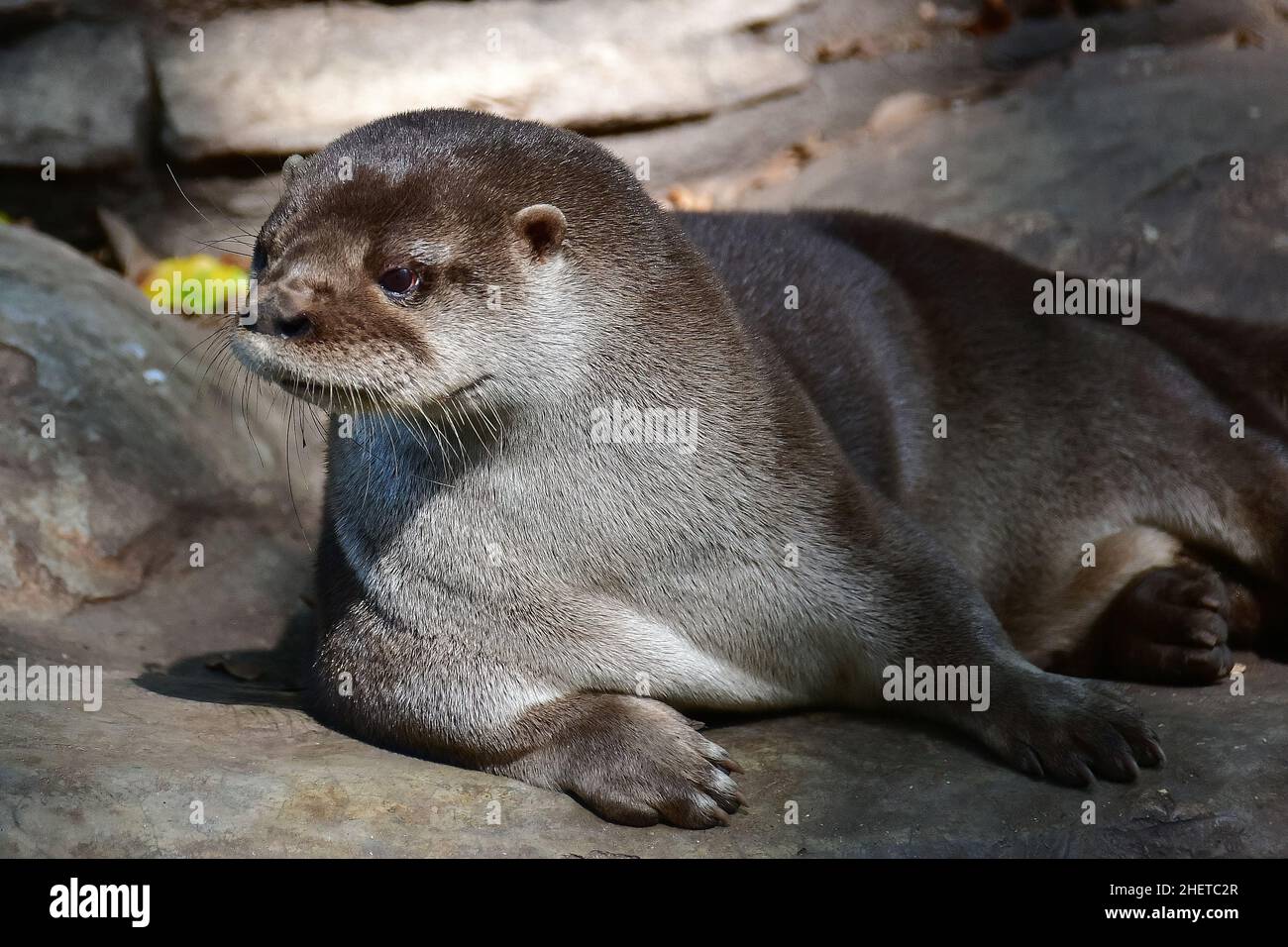 Lontra neotropico, Lontra longicaudis, Museo-Parco la Venta, sito archeologico precolombiano, Villahermosa, stato di Tabasco, Messico, Nord America Foto Stock