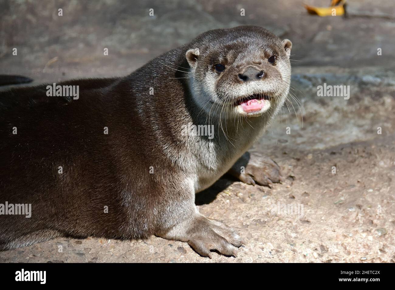 Lontra neotropico, Lontra longicaudis, Museo-Parco la Venta, sito archeologico precolombiano, Villahermosa, stato di Tabasco, Messico, Nord America Foto Stock