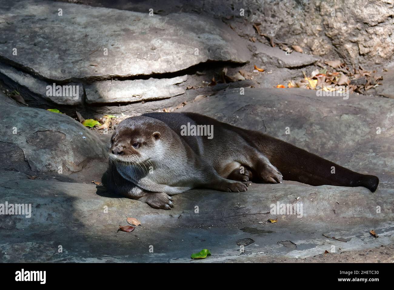 Lontra neotropico, Lontra longicaudis, Museo-Parco la Venta, sito archeologico precolombiano, Villahermosa, stato di Tabasco, Messico, Nord America Foto Stock