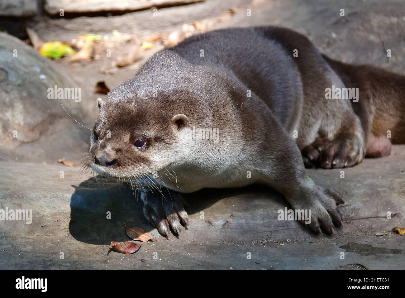 Lontra neotropico, Lontra longicaudis, Museo-Parco la Venta, sito archeologico precolombiano, Villahermosa, stato di Tabasco, Messico, Nord America Foto Stock