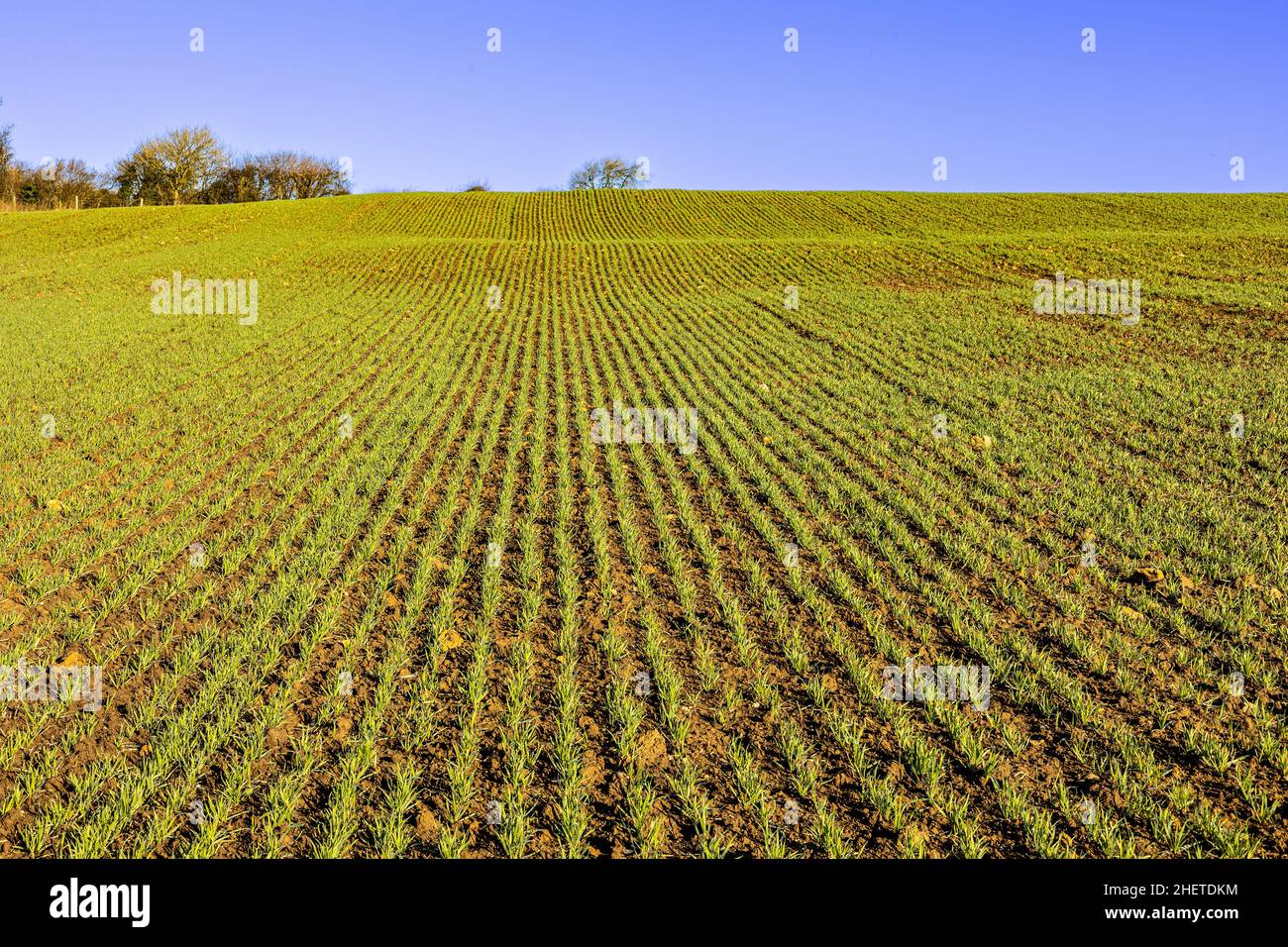 terreno agricolo stagionale in crescita Foto Stock