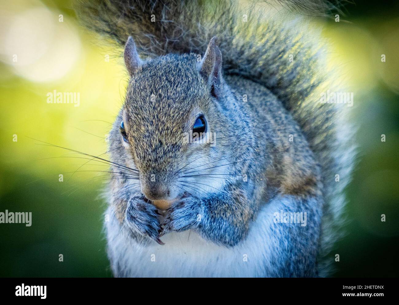 Primo piano di un'alimentazione di scoiattolo su un dado Foto Stock