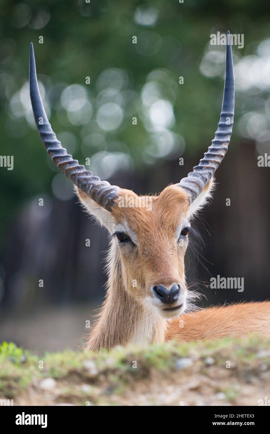 Cobo dell'Ellisse ritratto antilope con corna enormi Foto Stock