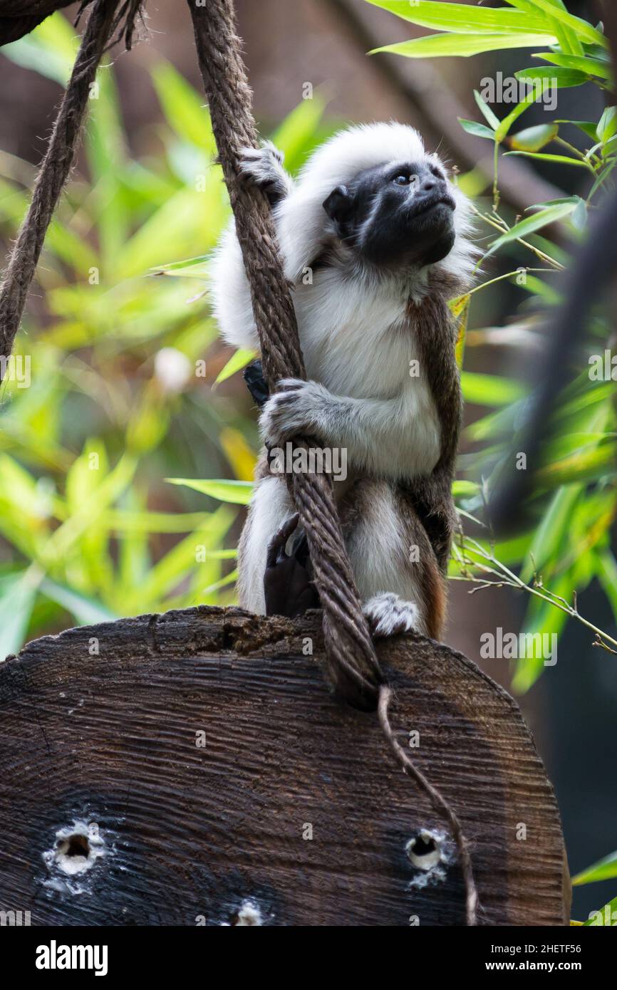 Una scimmia Tamarin con top in cotone si siede sul legno tenendo la corda Foto Stock