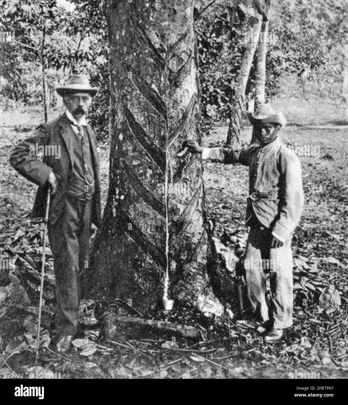 HENRY RIDLEY (1855-1956) botanico e geologo inglese che promosse la produzione di gomma in Malaya Foto Stock