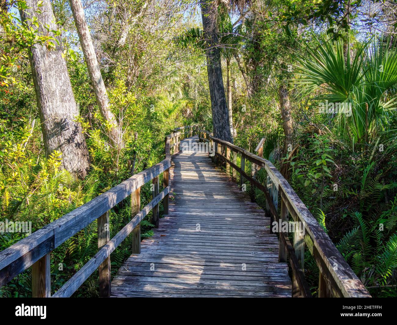 Big Cypress Bend Boardwalk nel Fakahatchee Strand Preserve state Park, Florida Foto Stock