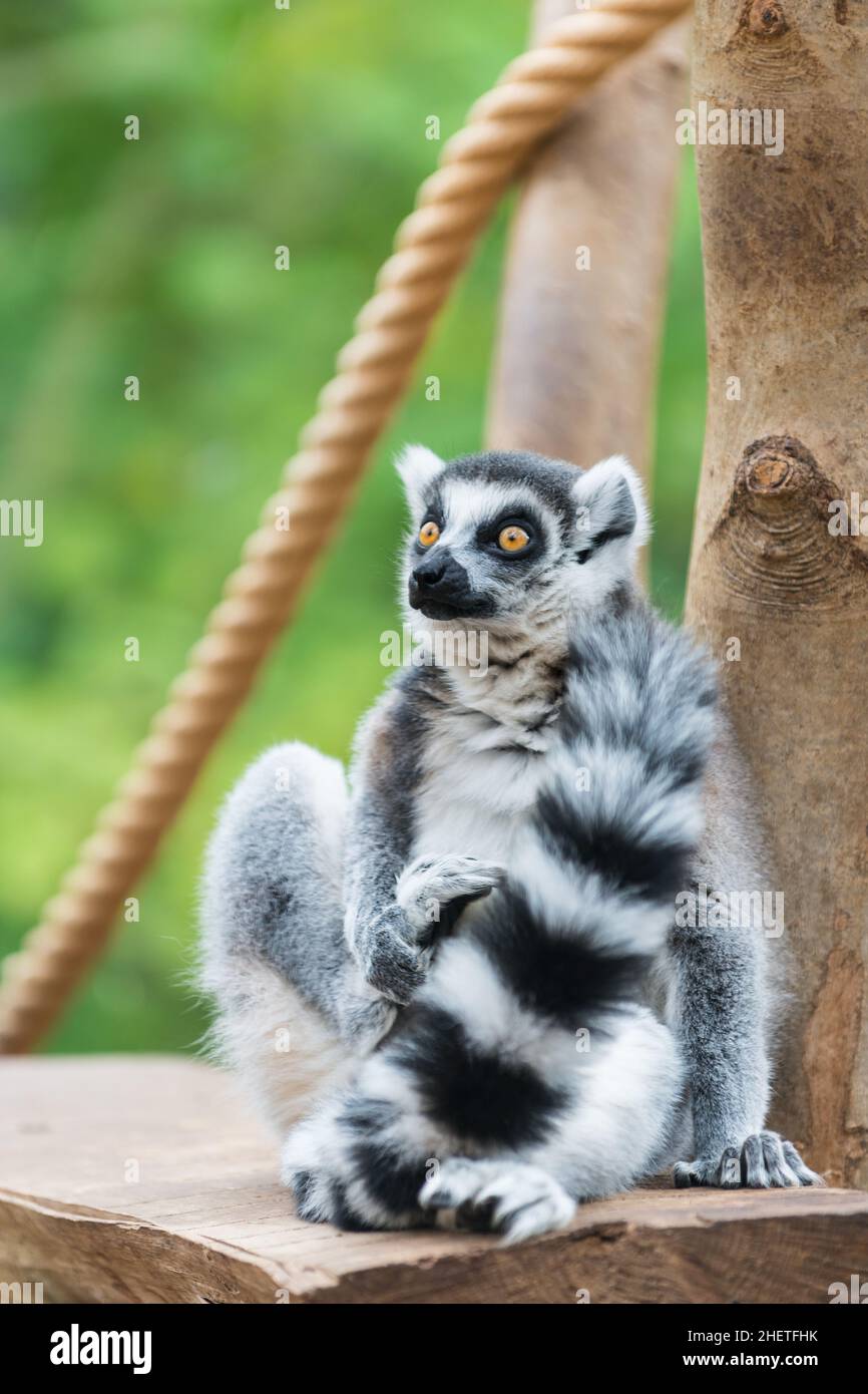 Lemure con coda ad anello seduto su tronco di albero guardando con occhi grandi Foto Stock
