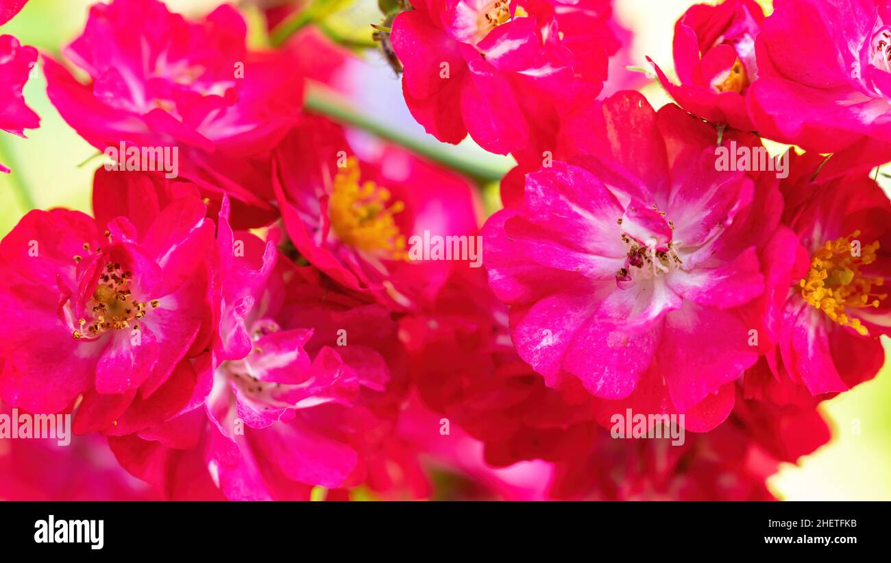 Numerosi fiori spray rosa macro fotografia. Carminio e rosa fiori in primo piano per banner con spazio copia. Foto Stock