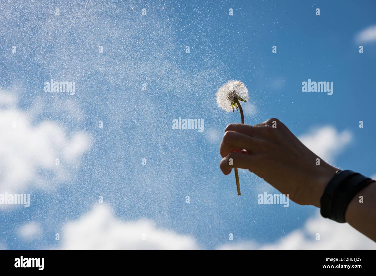la mano tiene il fiore della pallina in su nel cielo con le nuvole morbide Foto Stock