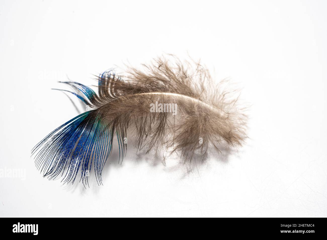 piume su sfondo bianco, morbide, morbide e soffici Foto Stock