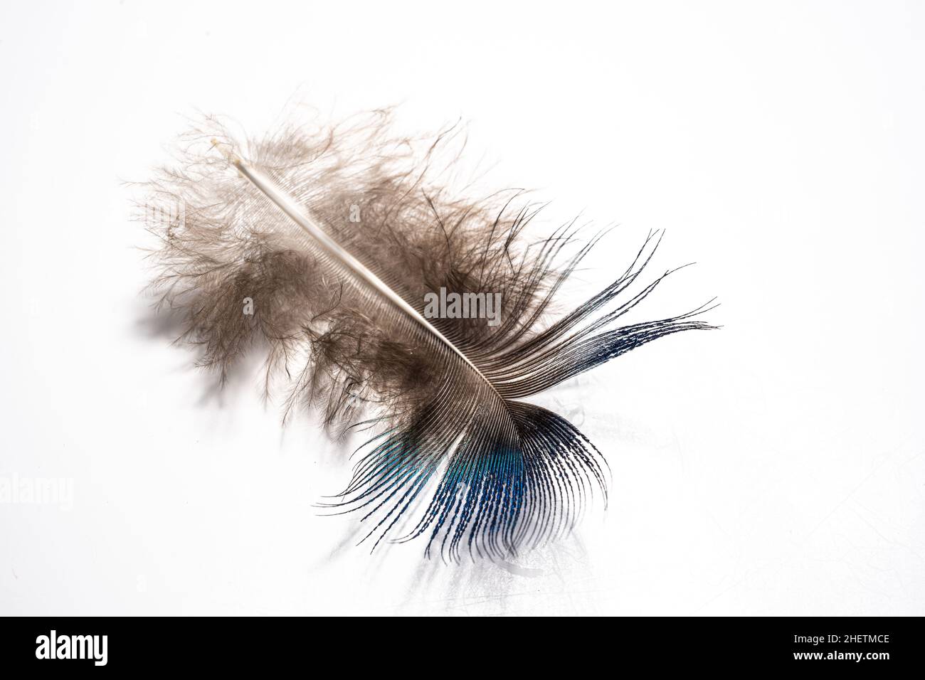 piume su sfondo bianco, morbide, morbide e soffici Foto Stock