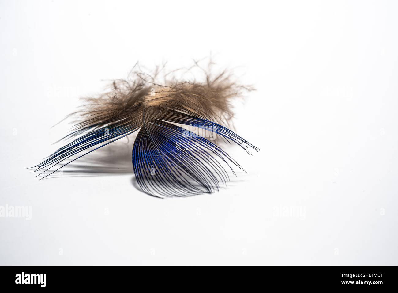piume su sfondo bianco, morbide, morbide e soffici Foto Stock