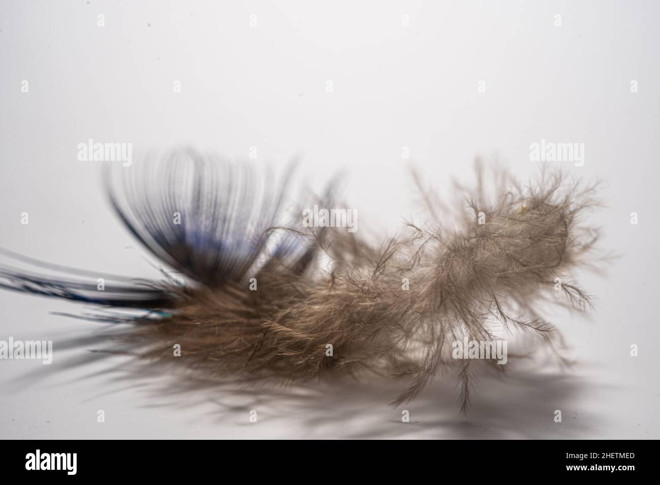 piume su sfondo bianco, morbide, morbide e soffici Foto Stock