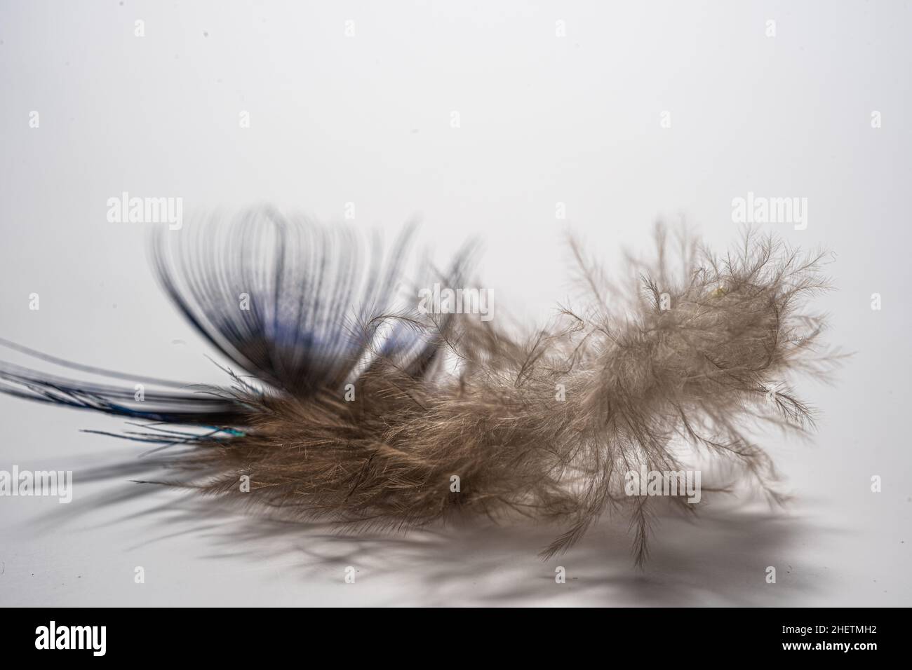 piume su sfondo bianco, morbide, morbide e soffici Foto Stock