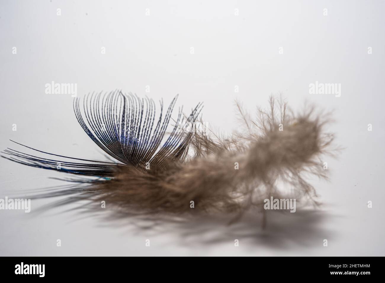 piume su sfondo bianco, morbide, morbide e soffici Foto Stock