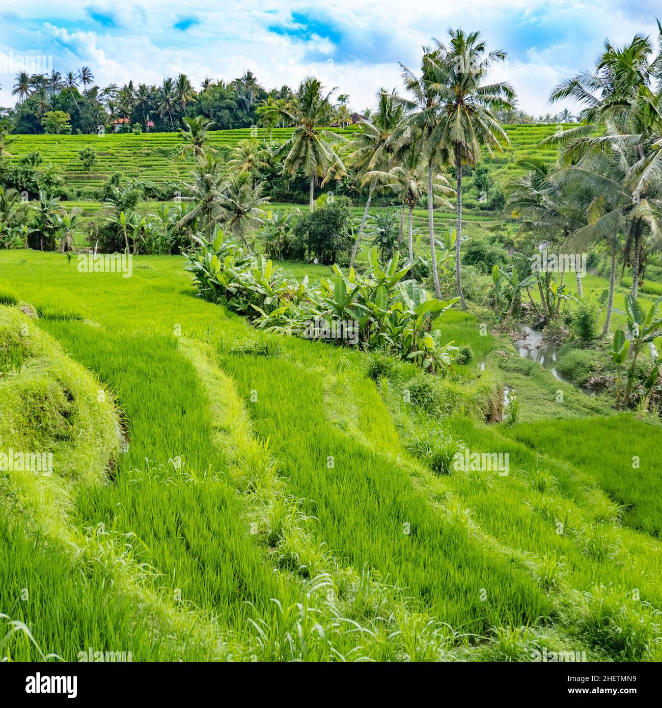 Panoramiche risaie a Bali con palme in campi terrazzati Foto Stock Panoramiche risaie a Bali con palme in campi terrazzati Foto Stock