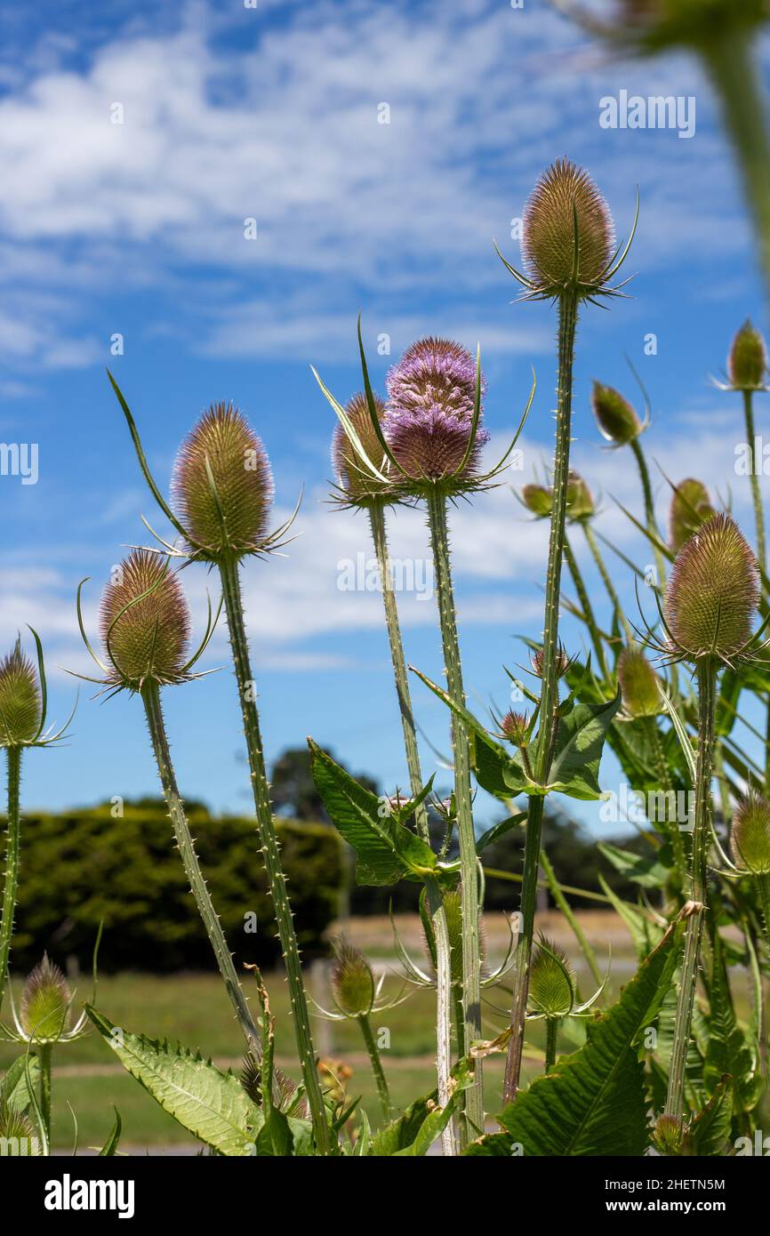 Il teasel che cresce in un giardino casolare fornisce struttura e cibo per api e farfalle. È inoltre grande nelle disposizioni secche del fiore. Canterbury, Nuova Zelanda Foto Stock