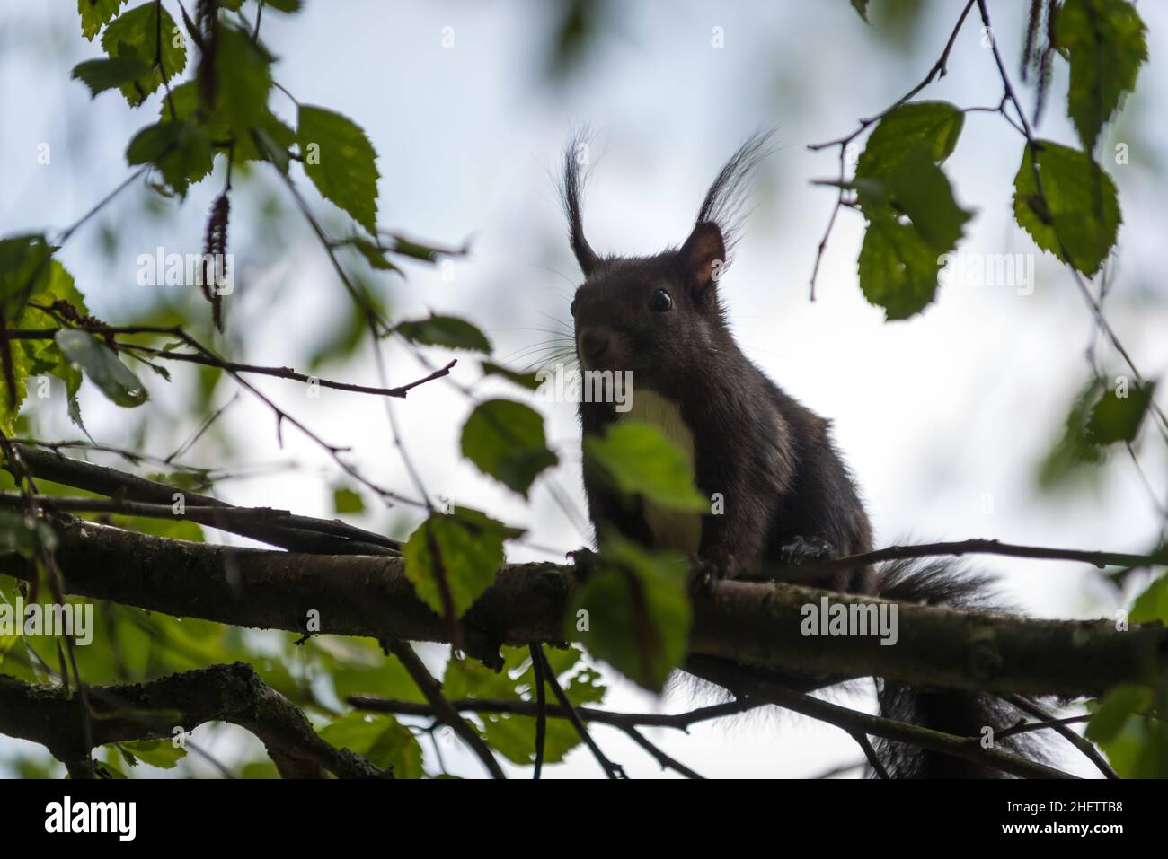 scoiattolo marrone su arto di albero Foto Stock