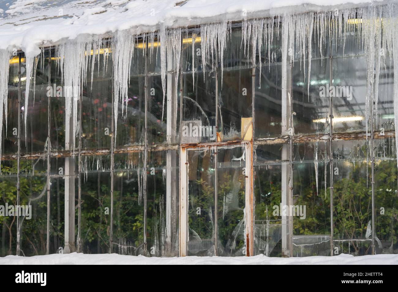 Vecchia parete di vetro della serra con le ghiacciate da isolamento termico povero e piante sempreverdi all'interno Foto Stock