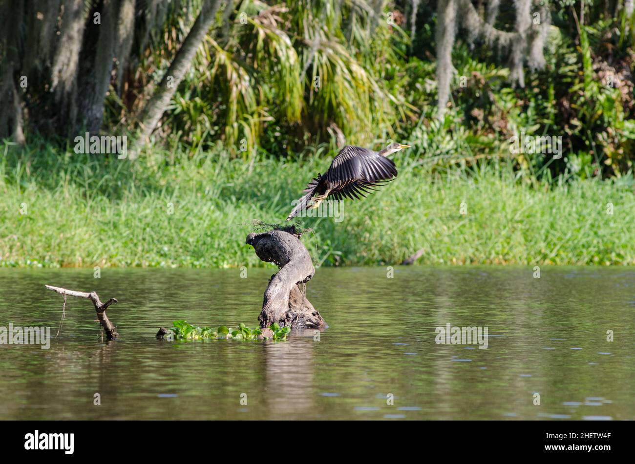 Un uccello anhinga femminile si toglie da un ceppo nel Frog Creek appena fuori del Tera CEIA Preserve state Park, Florida, USA Foto Stock