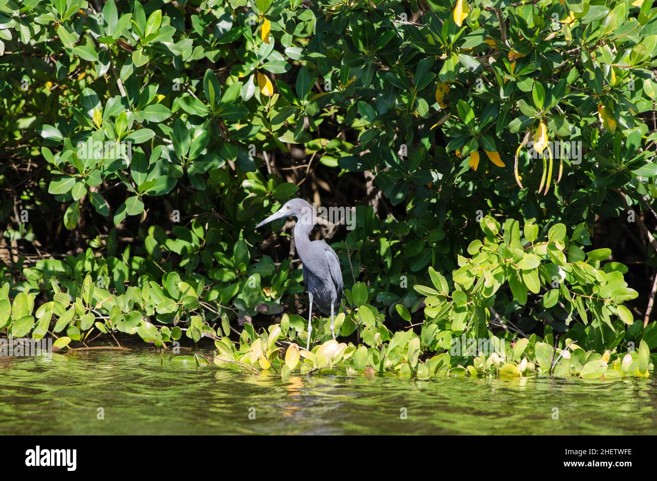 Un giovane grande airone blu si sbuca lungo la riva tra le mangrovie nel Tera CEIA Preserve state Park, FL, USA Foto Stock