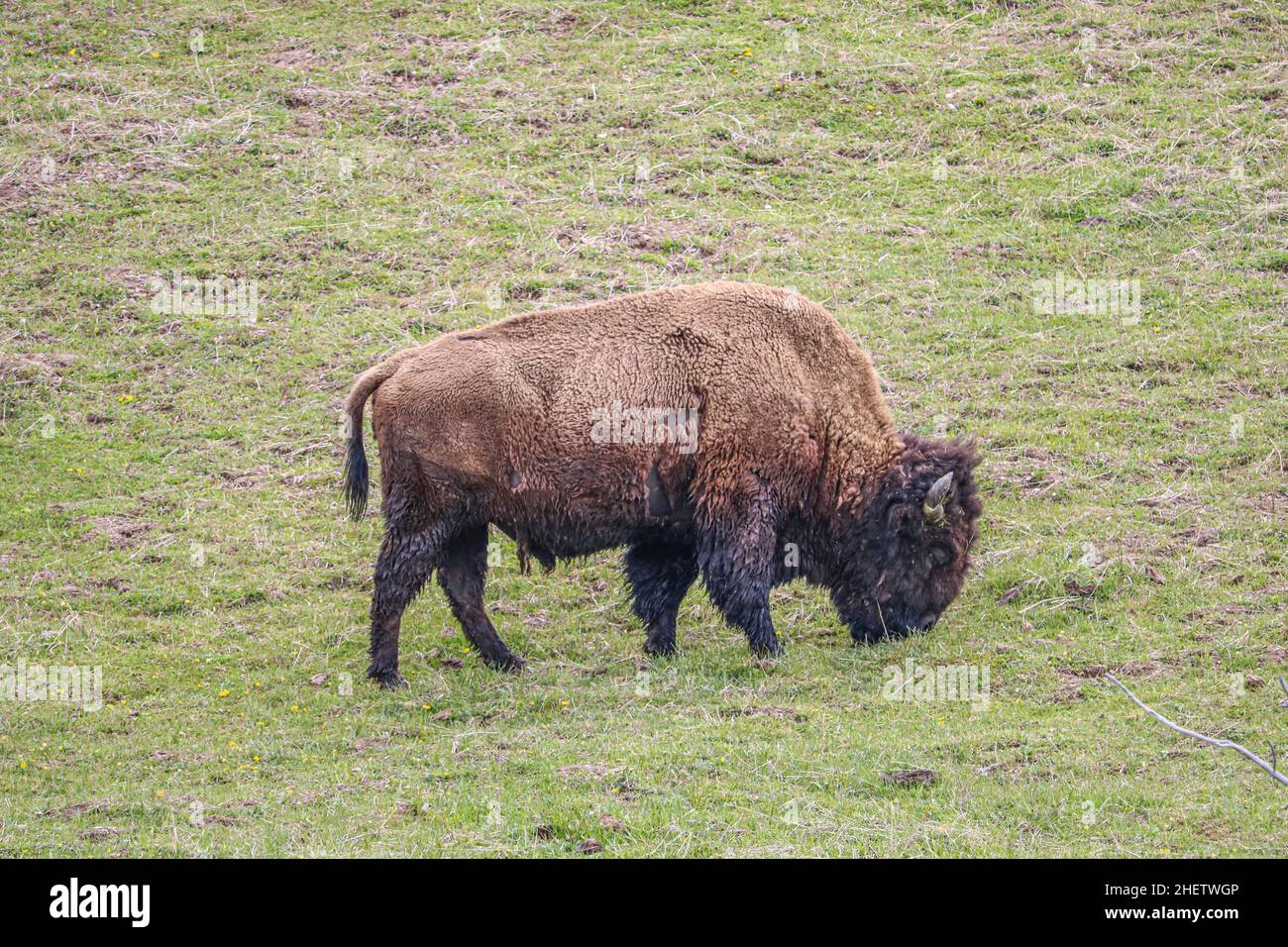 Selvaggina che pascola in un campo negli Stati Uniti Foto Stock