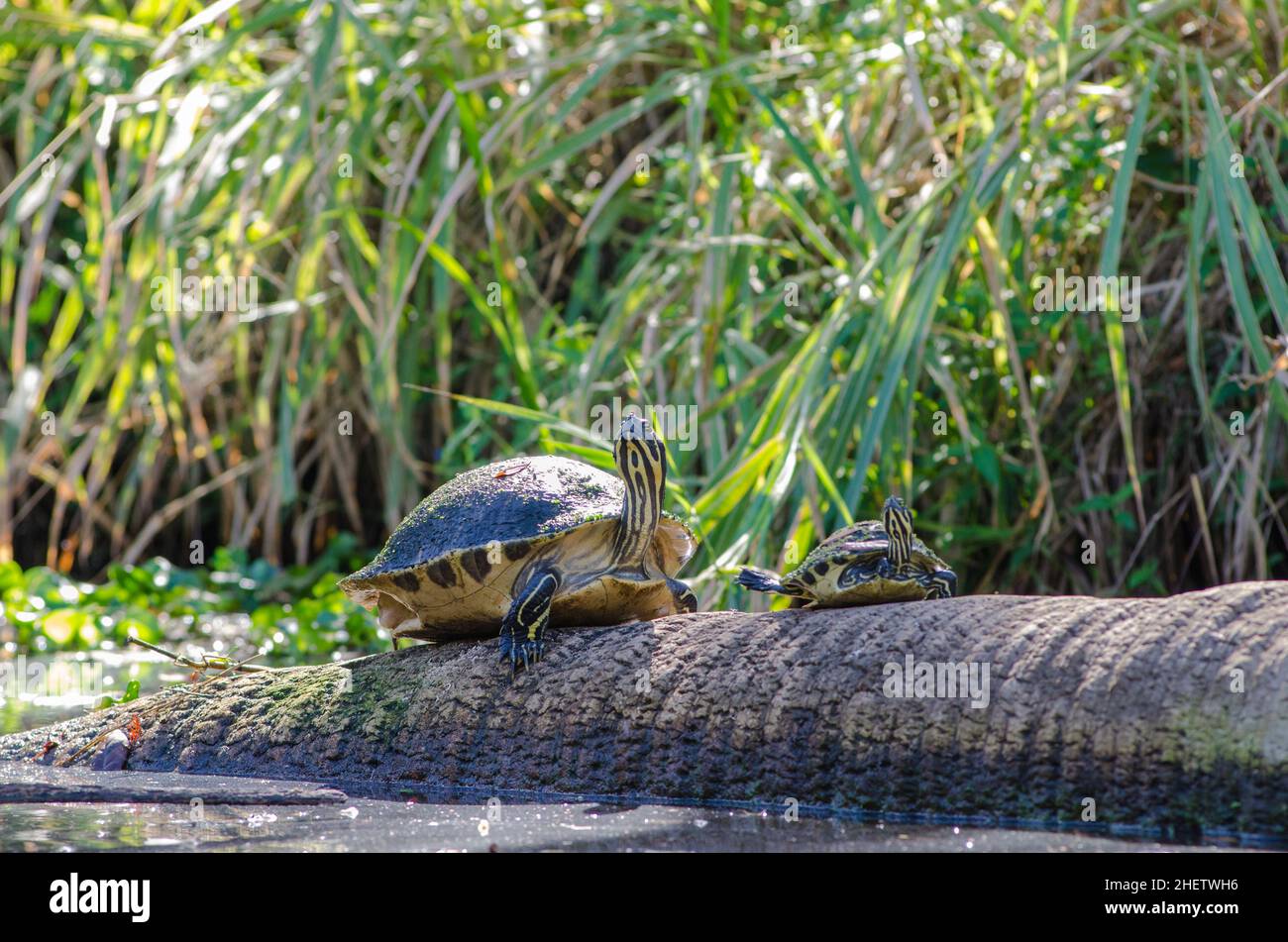 Una tartaruga giovane e adulta della penisola che soleggia su un ceppo su Frog Creek nel Tera CEIA Preserve state Park, Florida, USA Foto Stock