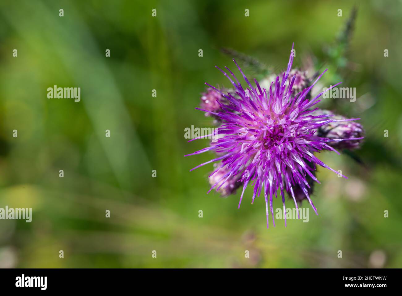 Cirsium vulgare cardo comune sul verde Foto Stock