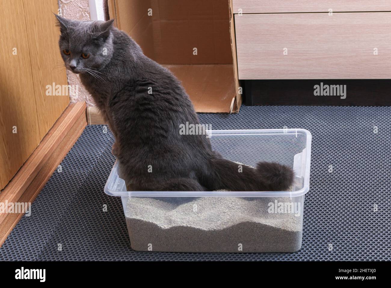 Gattino grigio siede in un vassoio WC con un cucciolo di gatto. Foto Stock