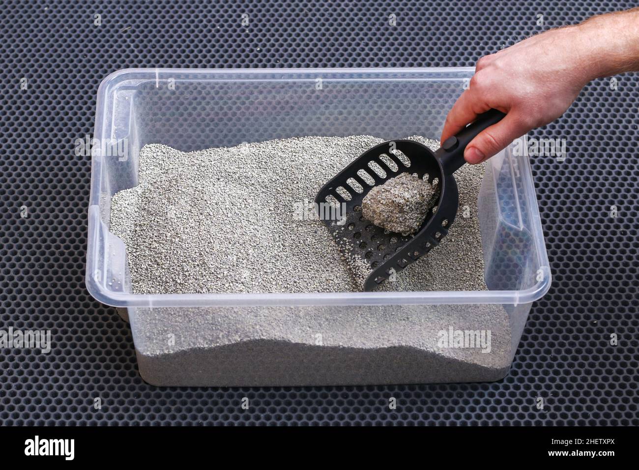 L'uomo pulisce la lettiera. La mano tiene una paletta con un grumo. Riempitivo per graffiature. Foto Stock