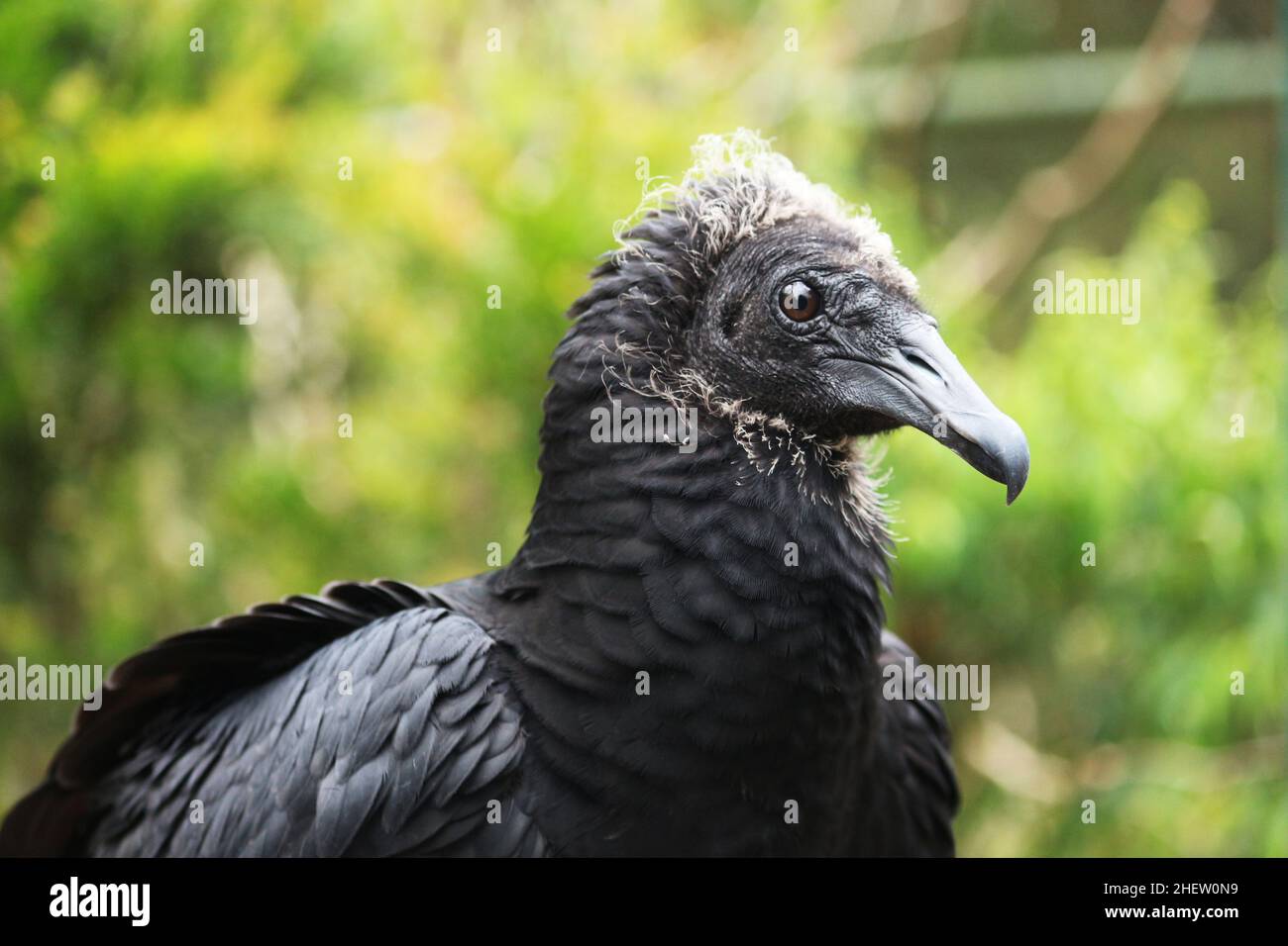 Ritratto del Vulture Nero, Coragyps atratus, che è uno degli uccelli più comuni in qualsiasi regione del Brasile, ha un neo-artico e neotropico distr Foto Stock