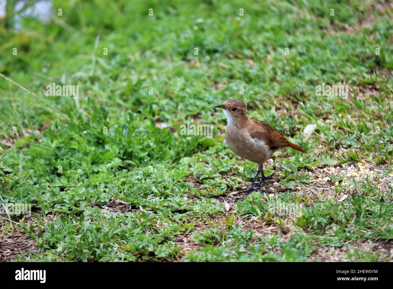 Il mughetto arancione (Turdus rufiventris) che cammina nell'erba vicino agli alberi. Rappresenta la fauna ornitologica brasiliana, essendo considerata il synm Foto Stock