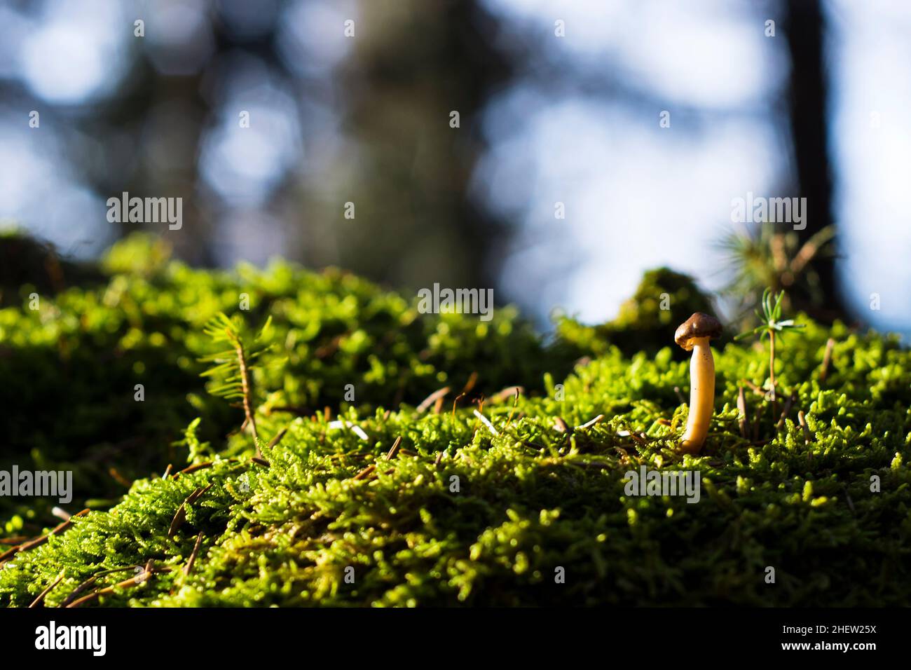 fungo singolo su pietra verde di muschio in foresta in autunno Foto Stock