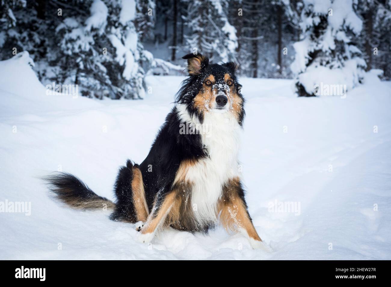 giocoso bordo collie husky crossbreed cane si siede nella neve in inverno Foto Stock