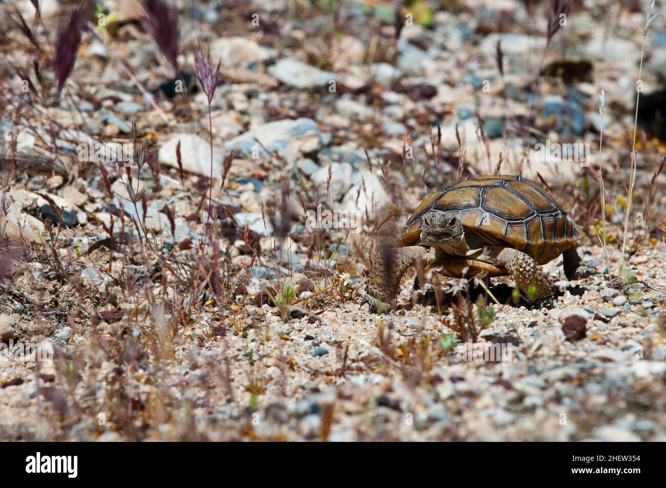 sopra collina e dale andare tartaruga del bambino sta guardando le pietre betwenn e l'erba nel deserto Foto Stock