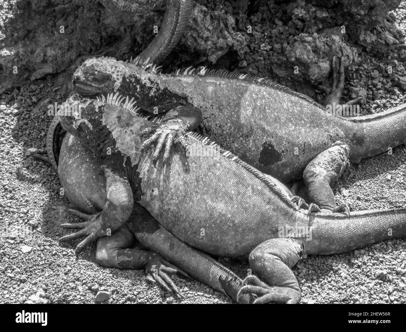 Iguane Marine sull isola di Santiago in Galapagos National Park, Ecuador. Iguana marina si trova solo sulle isole Galapagos Foto Stock