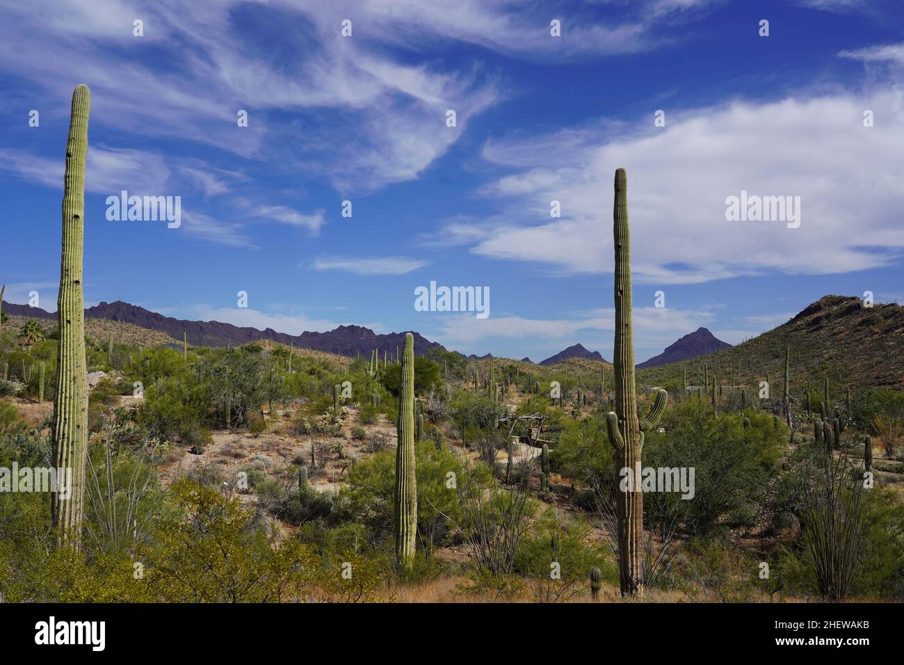 Il Cactus Saguaro a Tucson, Arizona Foto Stock